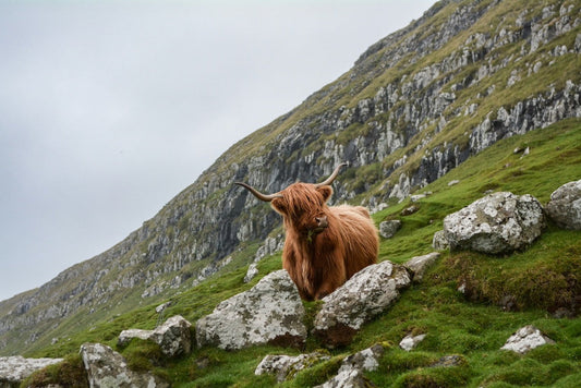 The Aussie High Road to Scotland