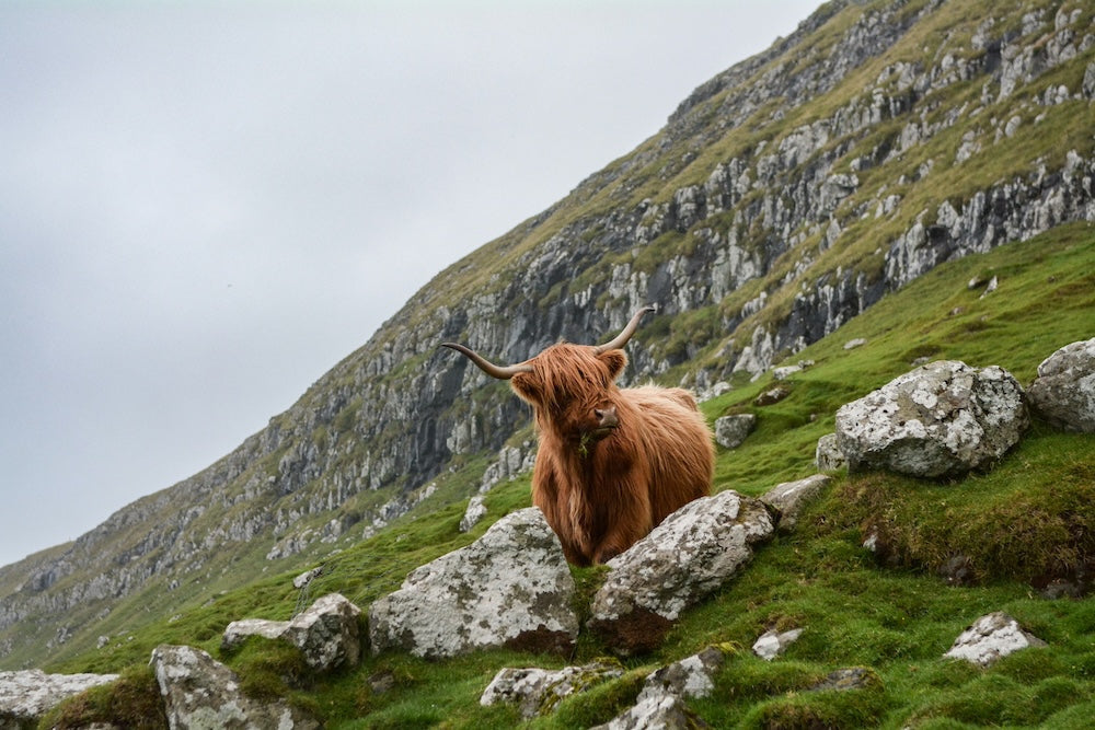 The Aussie High Road to Scotland